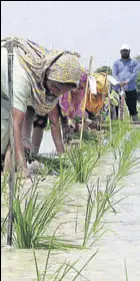  ?? HT FILE ?? As farmers in some pockets (Muktsar, Rampura Phul, Talwandi Sabo, Sunam and Bathinda) have defied the orders by transplant­ing paddy before the announced date, the government has ordered uprooting.