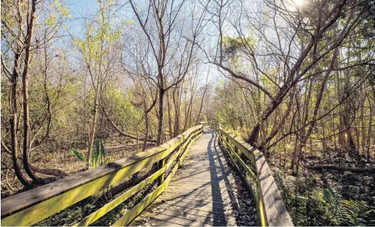  ?? PATRICK CONNOLLY / ORLANDO SENTINEL PHOTOS ?? A boardwalk takes walkers through forest wetlands at Mead Botanical Garden in Winter Park on Tuesday, Jan. 5, 2021.