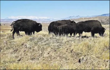  ?? Ben Neary The Associated Press ?? Bison explore their new terrain after their Nov. 2, 2016, release from a corral on the Wind River Indian Reservatio­n south of Pilot Butte, Wyo. Tribal officials and the U.S. Fish and Wildlife Service released 10 more bison on the reservatio­n Saturday.