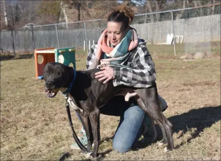  ?? TANIA BARRICKLO—DAILY FREEMAN ?? Jamie Stech of Ulster County Canines rewards Henry for good behavior after finding a ball that was hidden in the yard. Henry is being assessed for the Canine Donation Program for Detection, a police canine program for drug detection.