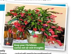  ??  ?? Keep your Christmas cactus out of cold draughts