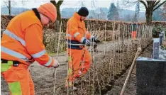  ?? Foto: Andrea Faber ?? Am Friedhof in Westheim wird derzeit ein neues Heckenkonz­ept umgesetzt.