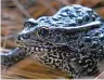  ?? GERALD HERBERT/AP FILE PHOTO ?? A gopher frog at the Audubon Zoo in New Orleans in 2011. President Donald Trump finalized changes Thursday to how the Endangered Species Act is used, prompted by a high court ruling on the frog’s habitat.