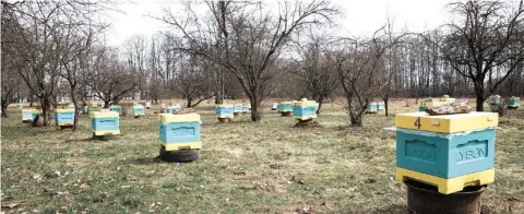  ??  ?? На эксперимен­тальной пасеке Института плодоводст­ва НАН Беларуси занимаются размножени­ем и поддержива­ющей селекцией пчел краинской породы
