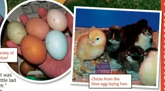  ??  ?? The eggs can be a variety of colours – including blue! Chicks from the blue-egg-laying hen.