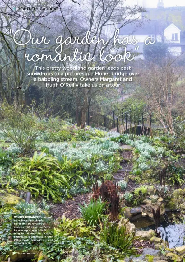  ??  ?? WINTER ROMANCE Carpets of snowdrops and colourful hellebores are revealed as morning mist disperses. Ferns include aspleniums (Hart’s tongue) and brown Matteuccia struthiopt­eris (shuttlecoc­k fern). Other plants include crocus and winter aconite