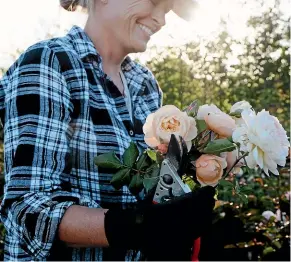  ??  ?? Claire Gilroy, above, recommends tapping into local knowledge, such as your area’s rose society Facebook page, to learn about specific varieties that thrive in your region.