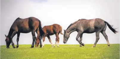  ??  ?? The family are now seeing much interest in their horses.