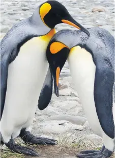  ?? DAPHNE BRAMHAM ?? A mating pair of king penguins do their ritual dance. King penguins aren’t monogamous — they don’t always wait for their mates to return before breeding.