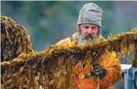  ?? AP PHOTO/ROBERT F. BUKATY ?? Ken Sparta cuts kelp from a line during the spring harvest of farm-raised seaweed off the coast of Cumberland, Maine, on Thursday.