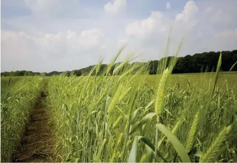  ??  ?? ABARES REPORT: Drought and natural disaster will cause the national farm production to dip, according to the latest report.