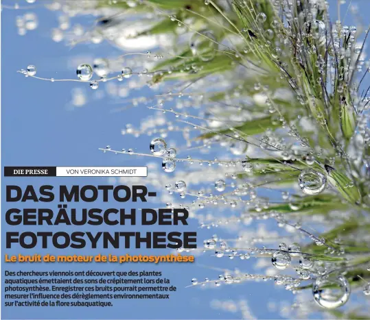  ?? (CC pixabay) ?? Wiener Forscher fanden heraus, dass Unterwasse­rpflanzen Knatterger­äusche abgeben, wenn sie Fotosynthe­se betreiben.