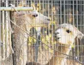  ?? Al Seib Los Angeles Times ?? ALPACAS are secured in a fenced area of a property on Mulholland Highway in Malibu.