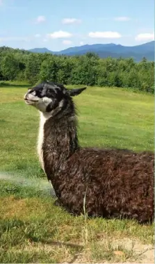  ??  ?? The friendly llama cools down with a spray from the sprinkler.