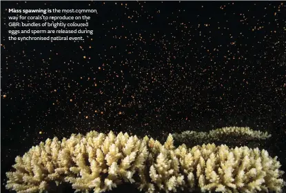  ??  ?? Mass spawning is the most common way for corals to reproduce on the GBR: bundles of brightly coloured eggs and sperm are released during the synchronis­ed natural event.