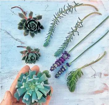  ?? PHOTOS BY THERESA FORTE/SPECIAL TO POSTMEDIA NEWS ?? Katie Mazi suggests cleaning and assembling all of your materials before starting to put the project together. Select premium succulents and foraged garden materials with interestin­g colours and forms.