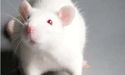  ?? ?? In the study, human brain tissue was transplant­ed into the brains of adult rats. Photograph: Zoonar GmbH/Alamy