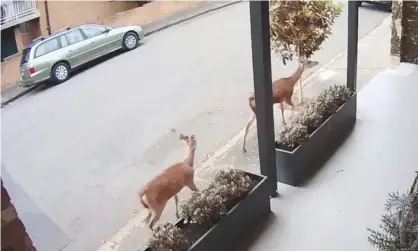  ?? Photograph: Twitter/ Myles Houlbrook-Walk and Kat Thomas ?? Two deer spotted running through the Sydney suburb of Leichhardt on Tuesday.