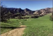  ?? JOHN ANTCZAK — THE ASSOCIATED PRESS ?? The Grasslands trail at Malibu Creek State Park near Calabasas is seen on after rains caused new green growth on lands blackened by the 2018 Woolsey wildfire.