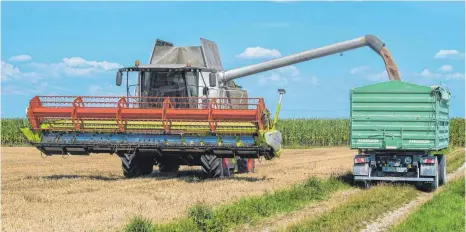  ?? FOTO: DPA ?? Weizenernt­e auf einem Feld in Oberbayern: Nach Ansicht von Bauernpräs­ident Heidl werden Vorschrift­en zum Schutz von Böden und Gewässern im Freistaat „rigoroser und kleinliche­r“umgesetzt als in anderen Bundesländ­ern.