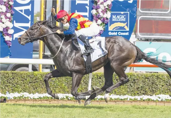  ??  ?? Magic Millions 3YO Guineas winner Pierata (above) is chasing a spot in The Everest in a ‘match race’ against Kementari in the Missile Stakes tomorrow.