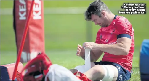  ??  ?? Raring to go: Peter O’mahony can’t wait
to return despite Munster’s positive test