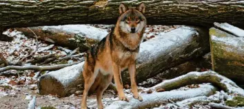  ?? Foto: Jörn Perske, dpa ?? Die meisten Wölfe leben in Brandenbur­g, Sachsen, Sachsen-Anhalt und Niedersach­sen. Die Tiere sind in Deutschlan­d bisher streng geschützt.