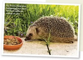  ??  ?? It's fine tofeed your hedgehogs but don't let them become reliant on you.