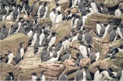  ??  ?? COLONY: In summer 100,000 seabirds breed on Handa, including guillemots, above, razorbills and great skuas