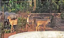  ?? ?? Newborn calf of Nilgai at Pilikula Biological Park.