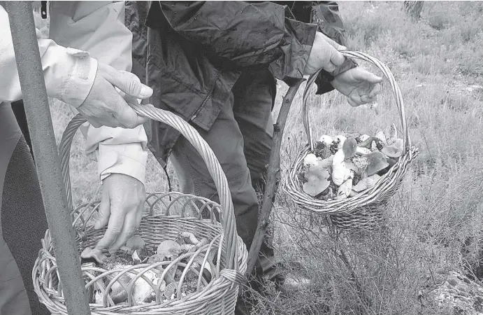  ?? Foto: Ángel García ?? Die empfindlic­hen Pilze werden beim Sammeln am besten in geräumigen Behältern wie Körben aufbewahrt.