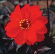  ??  ?? Plant of the week: Dahlia ‘Bishop of Llandaff’