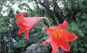  ??  ?? WON’T DISAPPOINT: The Inanda Lily trumpets its spectacula­r beauty on the cliffs of KZN.