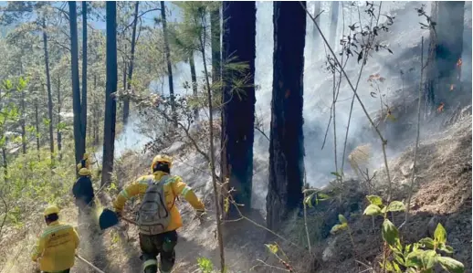  ?? ?? COMBATE. El Gobierno ya mantiene cuadrillas para evitar que los incendios forestales afecten las cuencas de agua.