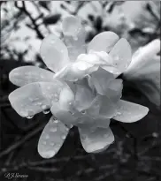  ?? SUBMITTED PHOTOS ?? Black and white “Flower” by DJ Siravo.