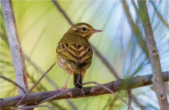  ?? ?? TEN: Olive-backed Pipit (Fuertevent­ura, Canary Islands, 30 December 2012). With its short hind claws, stout bill and tree-perching behaviour, this is clearly either a Tree or an Olive-backed Pipit. From this angle the identifica­tion is pretty straightfo­rward, the combinatio­n of a plain unstreaked mantle, prominent superciliu­m (buff before the eye) and dark and pale marks in the rear of the ear coverts clearly indicating that this is an Olive-backed Pipit.