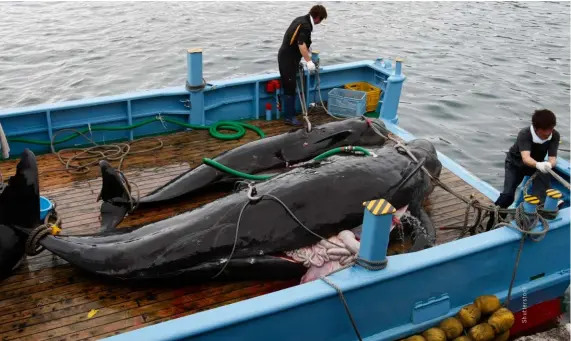  ??  ?? ABOVE:
Japan returns to commercial whaling,
Monbetsu, Japan, 2019