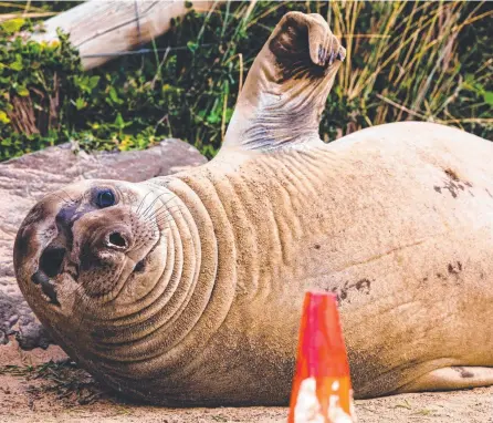  ?? Picture: Linda Higginson ?? Neil the seal having at rest at Clifton Beach.