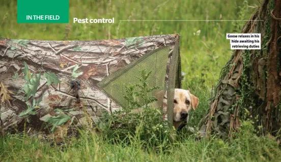  ?? ?? Goose relaxes in his hide awaiting his retrieving duties