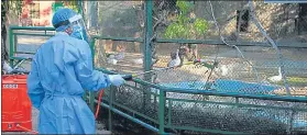  ??  ?? A caretaker disinfects the bird enclosures at Jaipur Zoo as a precaution against bird flu, in Jaipur on Monday. With 371 more bird deaths in Rajasthan, the toll reached 3,321.