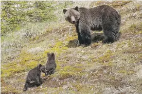  ?? BBC EARTH-DARREN WEST ?? Alberta grizzly bears are shown in the series Planet Earth II, which debuts in Canada Saturday on BBC Earth.