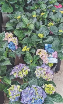  ?? Picture: Mike Wells ?? Some of the stunning range of Hydrangea macrophyll­a cultivars on offer now.