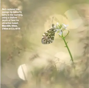  ??  ?? Neil captured this orange-tip butterfly early in the morning, using a shallow depth of field for attractive bokeh Nikon D810, 100mm, 1/160sec at f/2.8, ISO 64