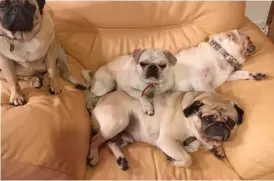  ??  ?? Let off: Four of the grandfathe­r’s five pugs involved in the attack