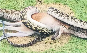  ??  ?? This handout photo from Robert Willemse shows a python wrestling with a wallaby in the middle of a fairway on a golf course in Cairns. — AFP photo