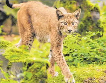  ?? FOTO: DPA ?? Der Luchs ist seit Jahrzehnte­n im Jagdrecht aufgenomme­n – obwohl er eine streng geschützte Art ist. Das sieht das Bundesumwe­ltminister­ium äußerst kritisch.