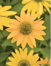  ?? KIEFT SEEDS FROM PANAMERICA­N SEED ?? Echinacea Artisan Yellow Ombre, a new multi-branched coneflower variety.