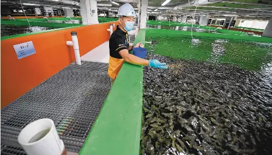 Eight-storey fish farm, built at a cost of $65m, being sold - PressReader