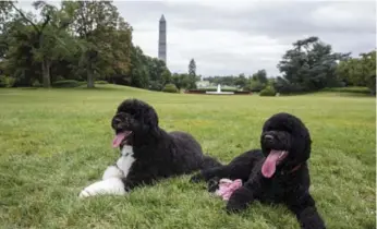  ?? PETE SOUZA/REUTERS ?? Bo, left, and Sunny, the Obama family’s new puppy, relax on the lawn of the White House Monday.