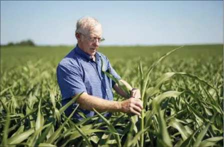  ?? NATI HARNIK — THE ASSOCIATED PRESS ?? Farmer Don Bloss examines a tall sorghum plant in his field in Pawnee City, Neb. Farmers and agricultur­al economists are worried that president Donald Trump’s trade, immigratio­n and biofuels policies will cost farms billions of dollars in lost income...